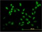 USF2 Antibody (monoclonal) (M03)