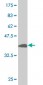 USF2 Antibody (monoclonal) (M03)