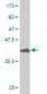 USF2 Antibody (monoclonal) (M03)