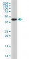 USF2 Antibody (monoclonal) (M03)