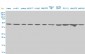 USF2 Antibody (monoclonal) (M03)