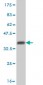 USP14 Antibody (monoclonal) (M04)