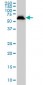 USP14 Antibody (monoclonal) (M04)