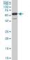 USP14 Antibody (monoclonal) (M04)