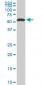 USP14 Antibody (monoclonal) (M04)