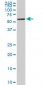 USP14 Antibody (monoclonal) (M04)