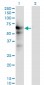 USP14 Antibody (monoclonal) (M04)