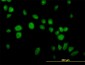 USP14 Antibody (monoclonal) (M04)