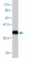 USP14 Antibody (monoclonal) (M08)