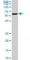 USP14 Antibody (monoclonal) (M08)