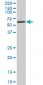 USP14 Antibody (monoclonal) (M08)