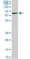 USP14 Antibody (monoclonal) (M08)