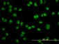 USP15 Antibody (monoclonal) (M01)