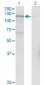 USP15 Antibody (monoclonal) (M01)