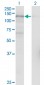 USP15 Antibody (monoclonal) (M01)