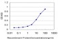 USP3 Antibody (monoclonal) (M01)