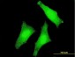 USP3 Antibody (monoclonal) (M01)