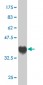 USP3 Antibody (monoclonal) (M01)