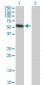 USP3 Antibody (monoclonal) (M01)