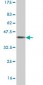 USP39 Antibody (monoclonal) (M07)