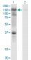 USP4 Antibody (monoclonal) (M01)