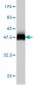 USP43 Antibody (monoclonal) (M01)
