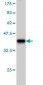 USP5 Antibody (monoclonal) (M01)