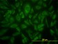 USP9X Antibody (monoclonal) (M01)