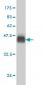 USP9X Antibody (monoclonal) (M01)