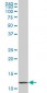 VAMP1 Antibody (monoclonal) (M01)