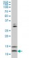 VAMP1 Antibody (monoclonal) (M02)