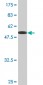 VAPA Antibody (monoclonal) (M01)
