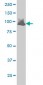 VAV1 Antibody (monoclonal) (M01)