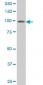 VAV1 Antibody (monoclonal) (M04)