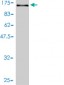 VCL Antibody (monoclonal) (M01)