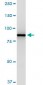 VCP Antibody (monoclonal) (M03)