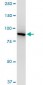 VCP Antibody (monoclonal) (M03)