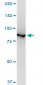 VCP Antibody (monoclonal) (M03)