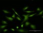 VDAC2 Antibody (monoclonal) (M01)