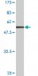 VDAC2 Antibody (monoclonal) (M01)