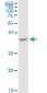 VDAC2 Antibody (monoclonal) (M01)