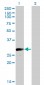 VGLL1 Antibody (monoclonal) (M01)