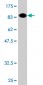 VIL2 Antibody (monoclonal) (M04)