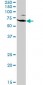 VIL2 Antibody (monoclonal) (M04)