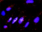 VIL2 Antibody (monoclonal) (M04)