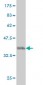 VIM Antibody (monoclonal) (M01)