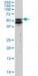 VIM Antibody (monoclonal) (M01)