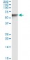 VIM Antibody (monoclonal) (M01)