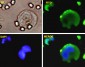 VIM Antibody (monoclonal) (M01)