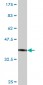 VIPR2 Antibody (monoclonal) (M01)